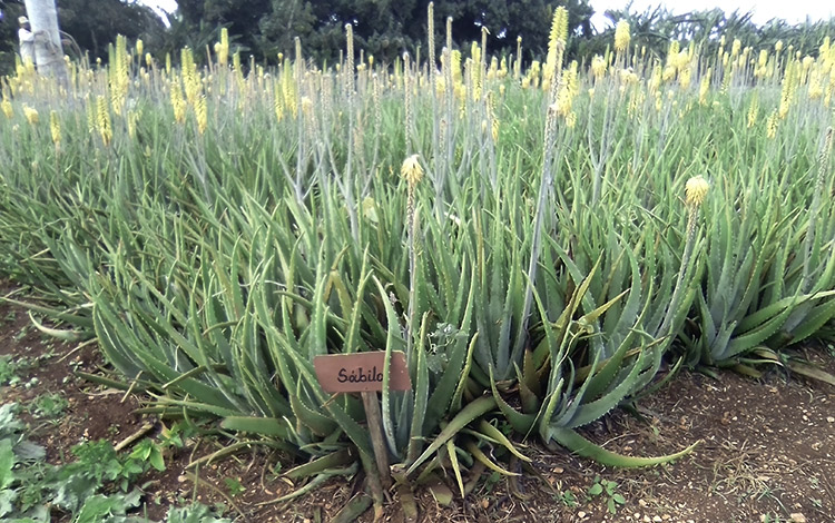 Finca de plantas medicinales en el Consejo Popular Unidad Proletaria, de Cifuentes, Villa Clara.