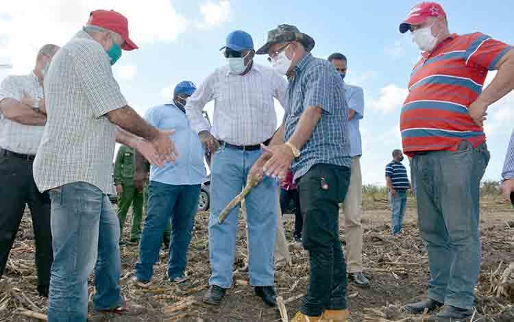 La calidad de la siembra de caña una tarea de urgencia. (Foto Ramón Barreras Valdés) La calidad de la siembra de caña una tarea de urgencia. (Foto Ramón Barreras Valdés)