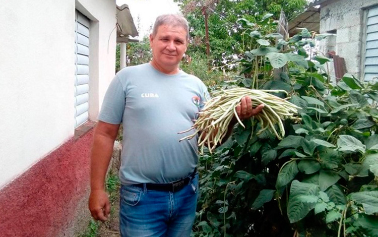 El Dr. Ubaldo Acelio Álvarez emplea bioproductos cubanos en el cultivo de habichuelas.