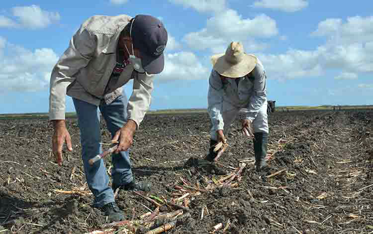 Siembra manual de caña en Villa Clara.