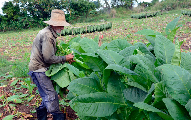 Veguero villaclareño realiza corte de hojas de tabaco.