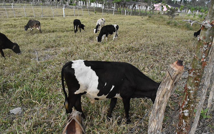 Vaquería Niña Bonita. Vaquería Niña Bonita.
