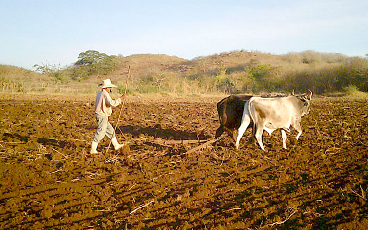 Empleo de la tracción animal en la CCS Domingo Lara, de Mataguá.