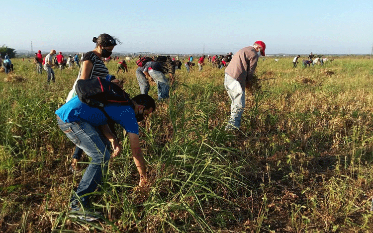Jornada de trabajo voluntario en saludo al 1 de mayo en el  la Empresa Agropecuaria Valle del Yabú.(Foto: Tomada del perfil de Facebook de Dairon Pérez Urbano)