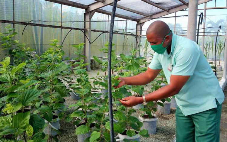 El MSc. Irenaldo Delgado Mora, director del establecimiento, supervisa la salud de las plantaciones en los viveros. (Foto: Cortesía de la Etica)