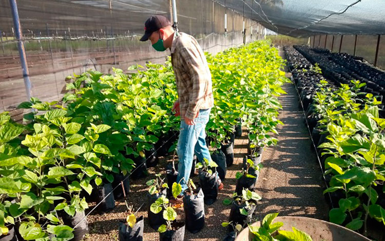 Multiplicación de plantas proteicas para la alimentación animal.