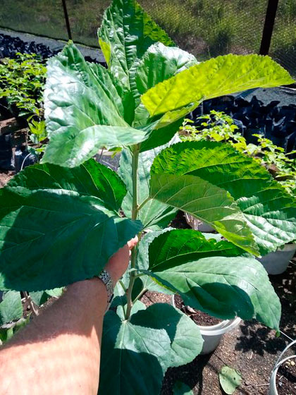 Planta de morera.
