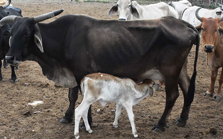 Vaca y ternero.