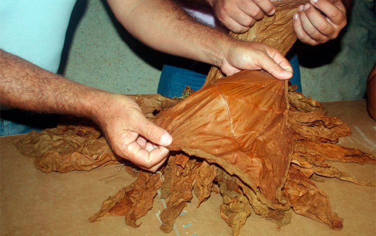 Calidad de las hojas de tabaco recolectadas en Villa Clara. Calidad de las hojas de tabaco recolectadas en Villa Clara.