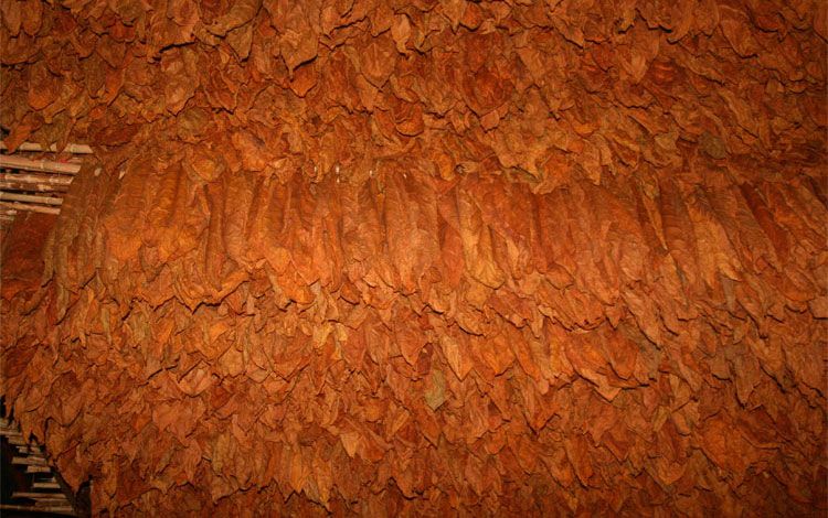 Tabaco protegido en casa de curación.