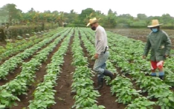 Vanguardia - Villa Clara - Cuba