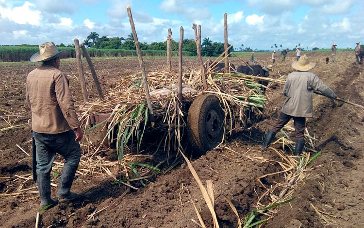 El empleo de la tracción animal, sin obviar otros medios de transporte, una constante en el riego de semilla por campos alistados. (Foto: Luis Machado Ordetx)El empleo de la tracción animal, sin obviar otros medios de transporte, una constante en el riego de semilla por campos alistados. (Foto: Luis Machado Ordetx)