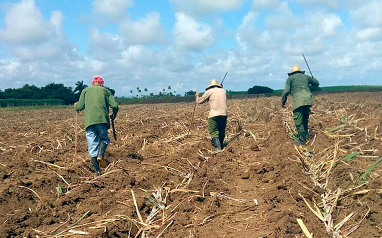 La siembra de caña, a pesar de las limitaciones existentes en piezas de repuestos para la maquinaria y de suministros de combustibles, constituye una tarea sistemática en los campos villaclareños. (Foto: Luis Machado Ordetx)