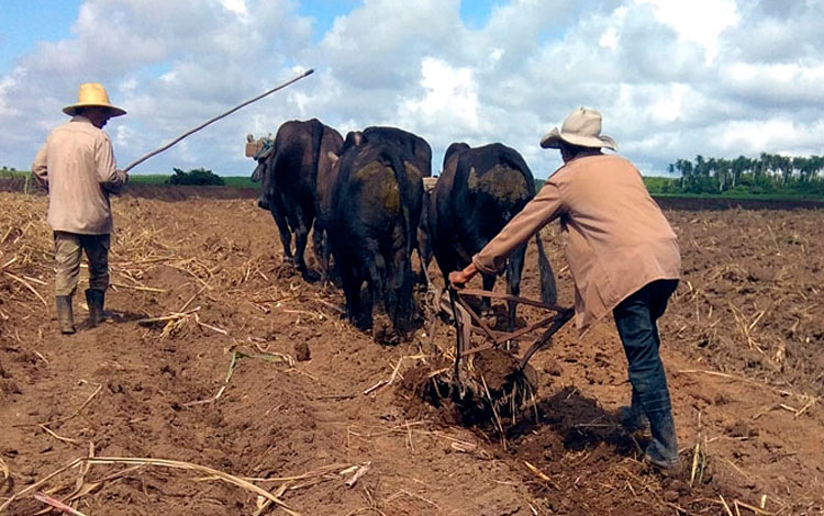 Vanguardia - Villa Clara - Cuba