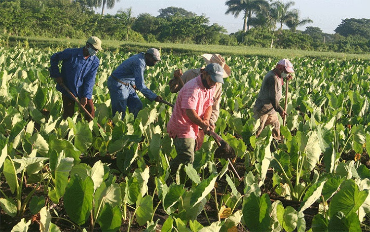 Cultivo de malanga en Villa Clara, Cuba. Cultivo de malanga en Villa Clara, Cuba.