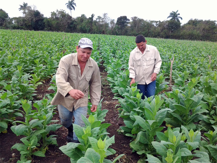 Campesinos atendiendo una vega en Villa Clara. Campesinos atendiendo una vega en Villa Clara.