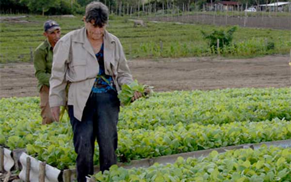 Semillero de tabaco.