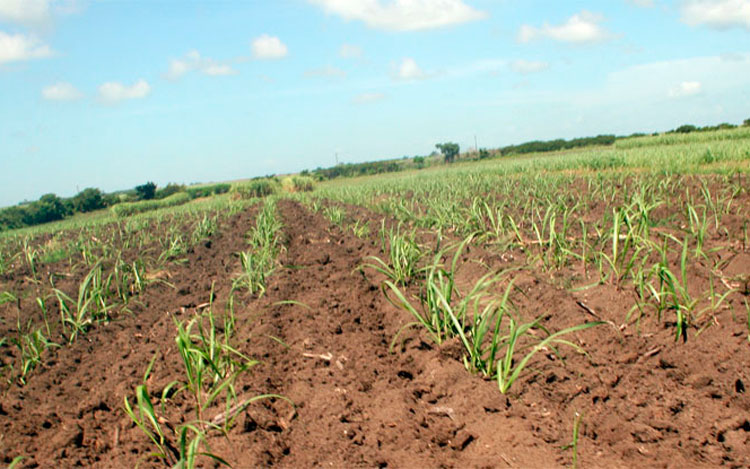 La calidad de las siembras es decisiva para Ranchuelo, un territorio que clasifica entre los municipios cañeros con más bajos rendimientos de la provincia. (Foto: Luis Machado Ordetx) La calidad de las siembras es decisiva para Ranchuelo, un territorio que clasifica entre los municipios cañeros con más bajos rendimientos de la provincia. (Foto: Luis Machado Ordetx)