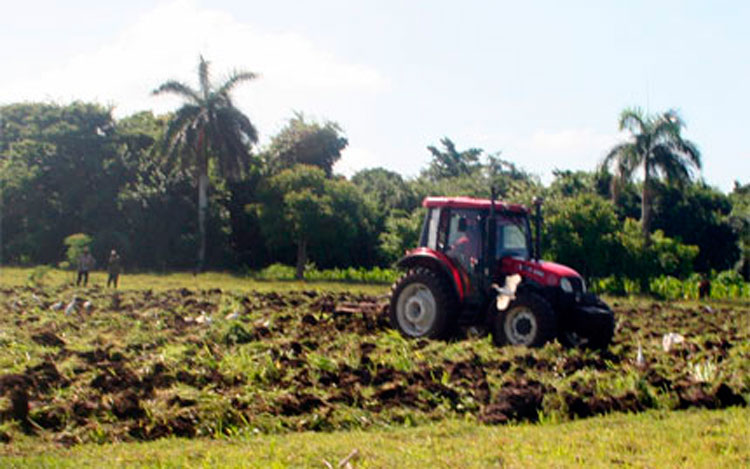 La preparación de los suelos continúa de manera acelerada para disminuir los atrasos en el cultivo. (Foto: Luis Machado Ordetx)