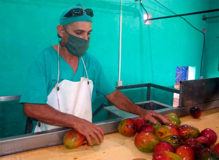 Procesamiento del mango en la minindustria de La Luisa, en Santo Domingo, Villa Clara. Procesamiento del mango en la minindustria de La Luisa, en Santo Domingo, Villa Clara.