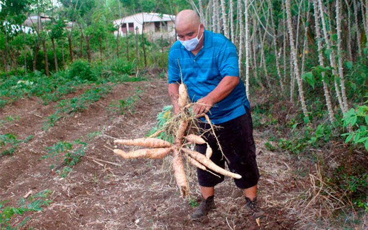 En producción y en fomento, una escalera de fomento de yuca, resulta fundamental para disponer siempre de alimentos.  (Foto: Luis Machado