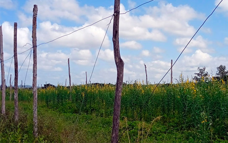 El cultivo vertical de la Crotalaria juncea L. tiene doble propósito como abono verde y forraje animal. (Foto: Cortesía de Félix Manuel Pérez Romero) El cultivo vertical de la Crotalaria juncea L. tiene doble propósito como abono verde y forraje animal. (Foto: Cortesía de Félix Manuel Pérez Romero)