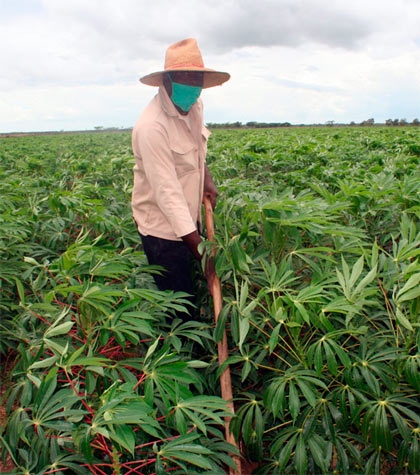 Campesino guataquea campo de yuca.