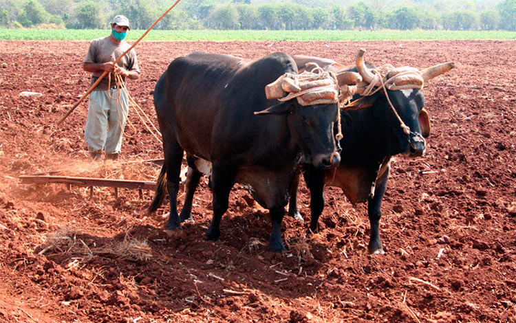 Empleo de la tracción animal por bueyes en la preparación de suelos para la agricultura.