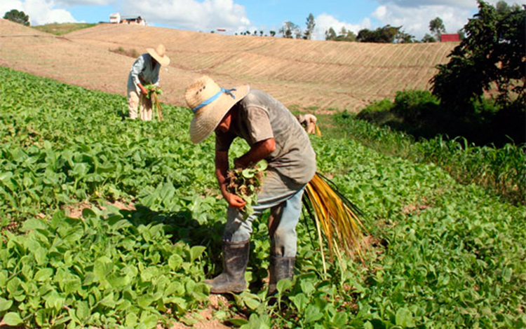 Posturas de tabaco para la campaña de siembra en Villa Clara.