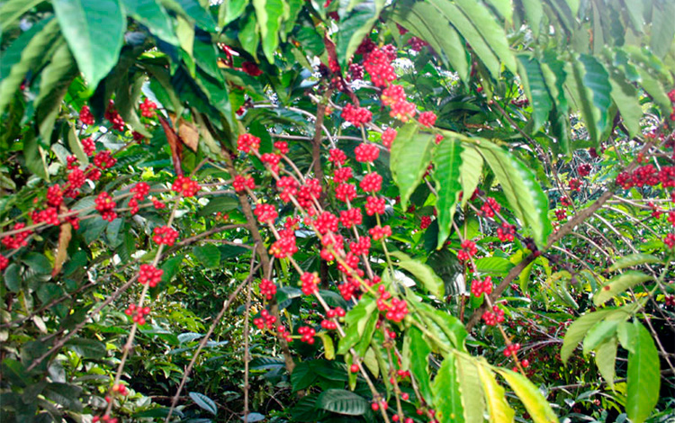 Amplia maduración en cafetales de Güinía de Miranda, en Manicaragua.