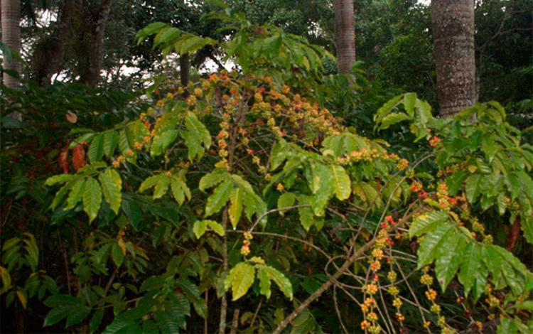 Floración tardía de los cafetales. Floración tardía de los cafetales.