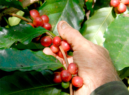 Granos de café maduros. Granos de café maduros.