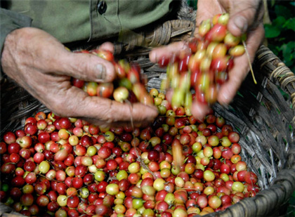 Recolección de café de las variedades Arábicas. Recolección de café de las variedades Arábicas.