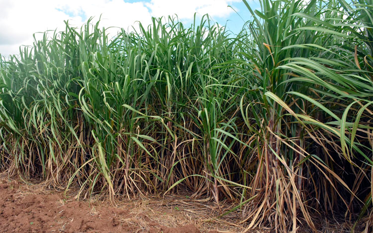 Siembras de granos, viandas y frutales, así como acopios lecheros y existencia de módulos pecuarios, representan garantías de alimentos para sustituir importaciones. (Foto: Carlos Rodríguez Torres)