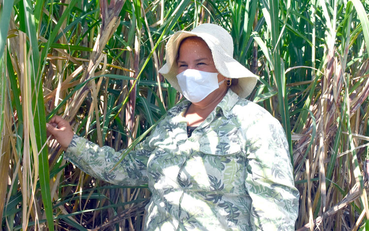 La mujer campesina aferrada al surco hizo resplandecer los resultados productivos y económicos en las plantaciones cañeras. (Foto: Carlos Rodríguez Torres) La mujer campesina aferrada al surco hizo resplandecer los resultados productivos y económicos en las plantaciones cañeras. (Foto: Carlos Rodríguez Torres)