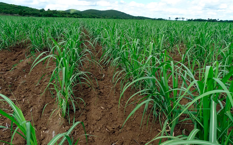La siembra y resiembra de caña en campos liberados de malezas constituye una constante en la forma productiva con el propósito de incrementar los rendimientos por áreas. (Foto: Carlos Rodríguez Torres) La siembra y resiembra de caña en campos liberados de malezas constituye una constante en la forma productiva con el propósito de incrementar los rendimientos por áreas. (Foto: Carlos Rodríguez Torres)