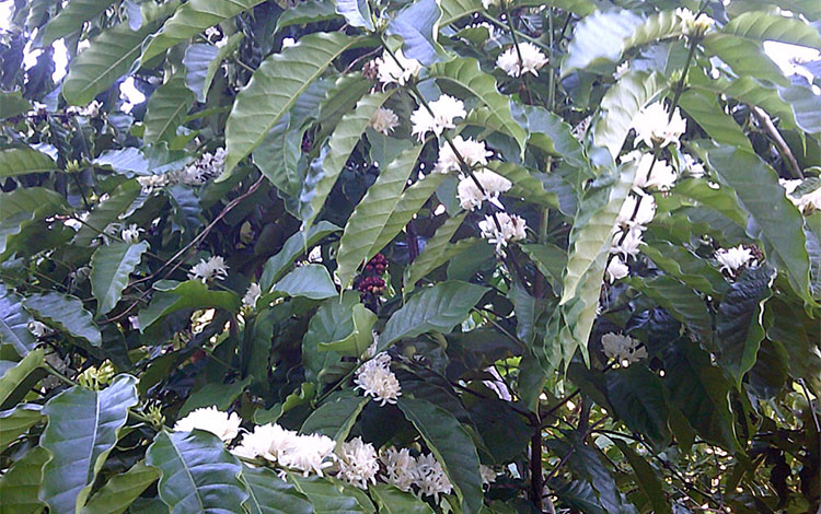 Floración de cafetos en Villa Clara, Cuba. Floración de cafetos en Villa Clara, Cuba.