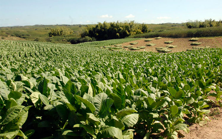Producir y comercializar en la pre industria unas 1768,3 toneladas de rama de tabaco sol en palo representa uno de los compromisos fundamentales de los vegueros villaclareños. (Foto: Luis Machado Ordetx) Producir y comercializar en la pre industria unas 1768,3 toneladas de rama de tabaco sol en palo representa uno de los compromisos fundamentales de los vegueros villaclareños. (Foto: Luis Machado Ordetx)