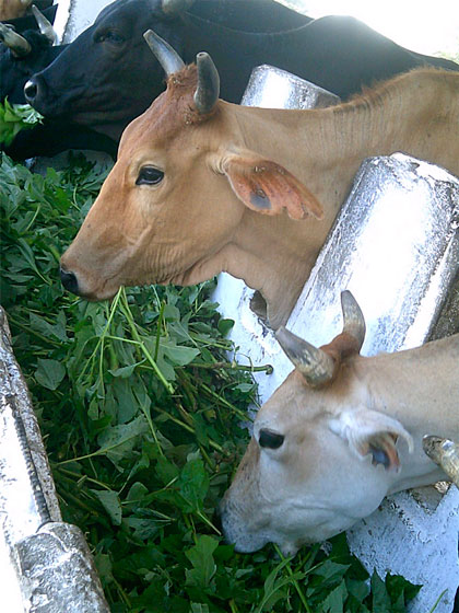 Alimentación del ganado vacuno en Villa Clara.