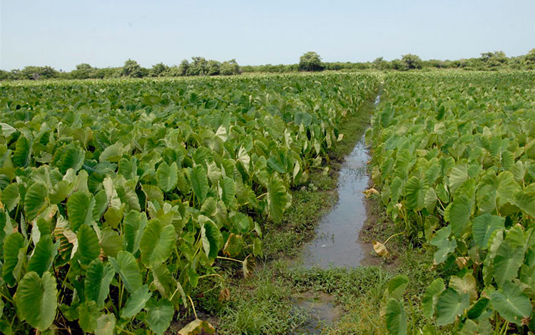 Campo de malanga en Villa Clara.