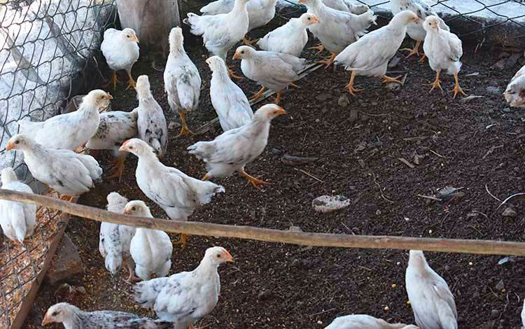 Aves en módulo pecuario.