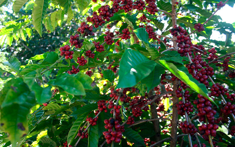 Producción de café en Villa Clara.