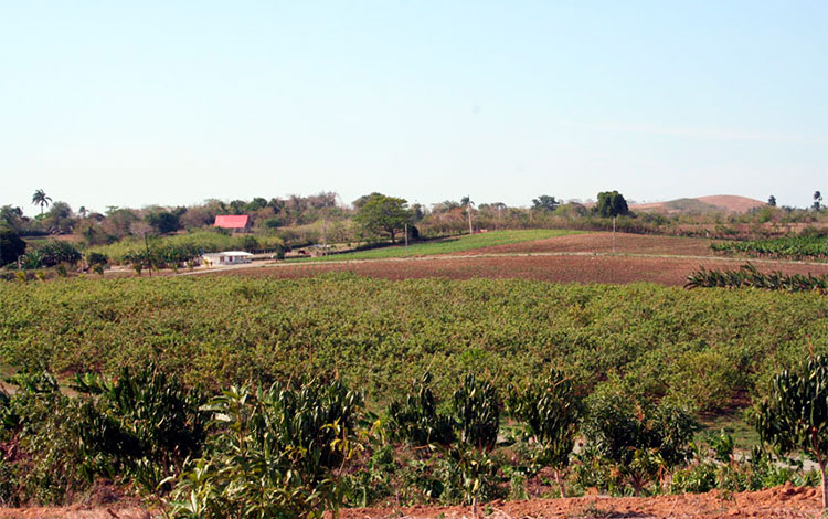 Terreno para cultivos en Villa Clara.