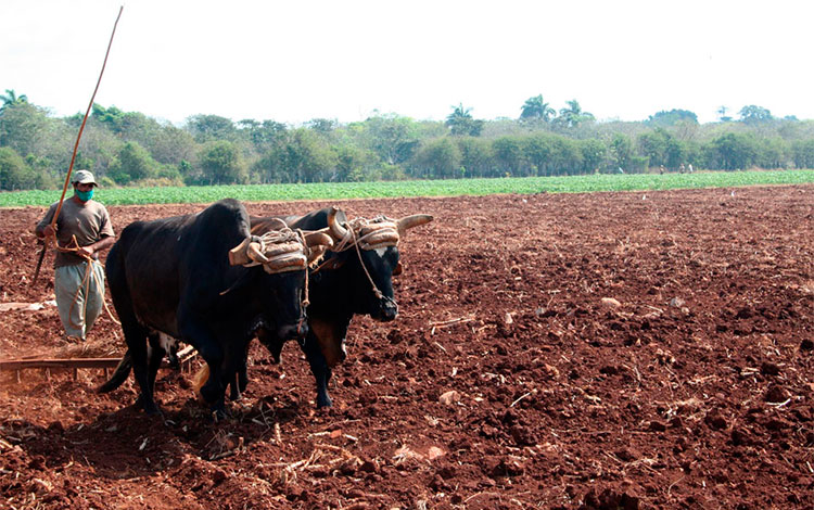 Empleo de la tracción animal en la agricultura.