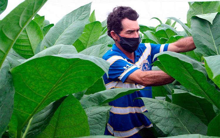 Campesino Elier González Oropesa brinda atenciones culturales a las plantaciones de tabaco. Campesino Elier González Oropesa brinda atenciones culturales a las plantaciones de tabaco.