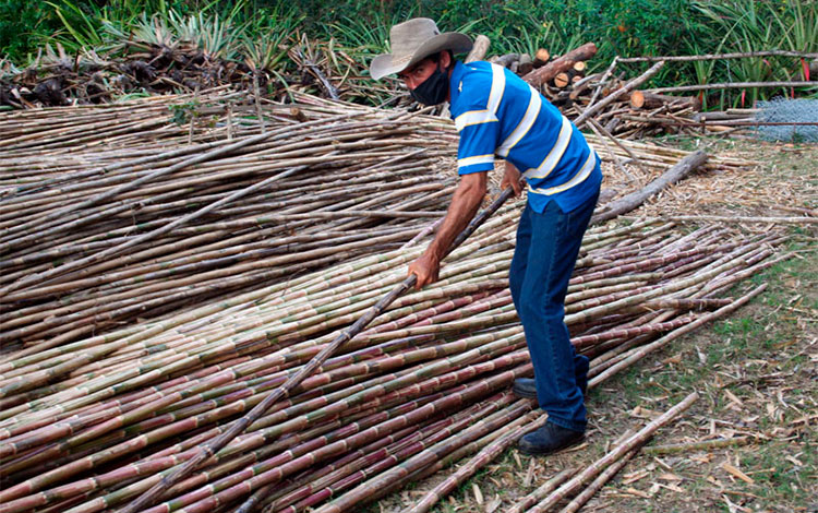 Caña de Castilla, empleada como cujes para el ensarte de tabaco en la finca del campesino Elier González Oropesa, de Cifuentes. Caña de Castilla, empleada como cujes para el ensarte de tabaco en la finca del campesino Elier González Oropesa, de Cifuentes.