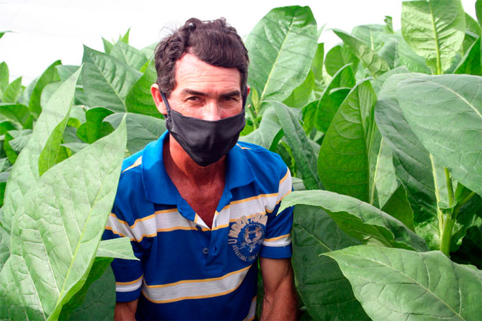 Elier González Oropesa en una de sus plantaciones de tabaco. Elier González Oropesa en una de sus plantaciones de tabaco.