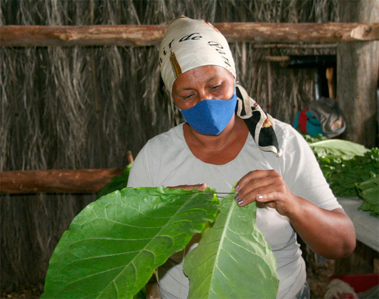 Trabajadora ensarta tabaco en el finca de Elier González Oropesa, en Cifuentes, Villa Clara. Trabajadora ensarta tabaco en el finca de Elier González Oropesa, en Cifuentes, Villa Clara.