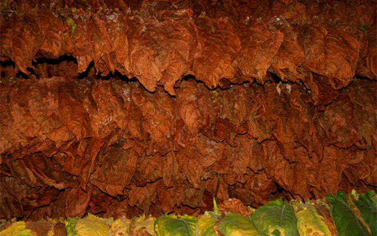 Aposentos de tabaco en la finca del productor Elier González Oropesa, en Cifuentes, Villa Clara. Aposentos de tabaco en la finca del productor Elier González Oropesa, en Cifuentes, Villa Clara.