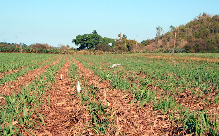ubrir el fondo de tierra para la explotación cañera e incrementar los rendimientos devienen una prioridad en Remedos. (Foto: Luis Machado Ordetx) ubrir el fondo de tierra para la explotación cañera e incrementar los rendimientos devienen una prioridad en Remedos. (Foto: Luis Machado Ordetx)